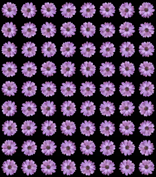 Mazzo di fiori estivi, viola brillante. Stampa. Fiorellini teneri in file su sfondo bianco, motivo naturale — Foto Stock