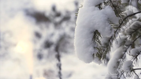 Feche para ramo de árvore nevada com fogos de artifício borrados brilhantes no fundo, conceito de natal. Arte. Paisagem de inverno com ramo de abeto coberto de neve e um sparkler . — Fotografia de Stock