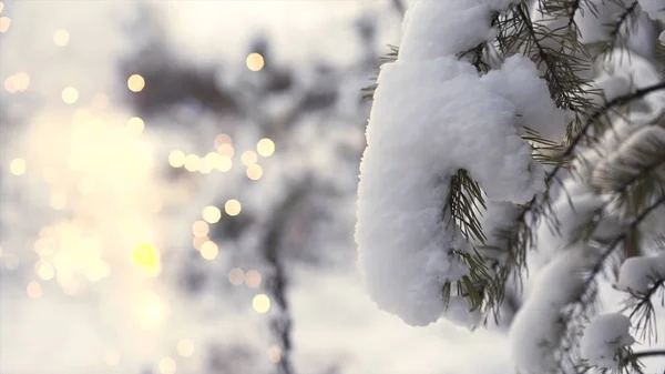 Feche para ramo de árvore nevada com fogos de artifício borrados brilhantes no fundo, conceito de natal. Arte. Paisagem de inverno com ramo de abeto coberto de neve e um sparkler . — Fotografia de Stock