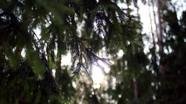 The fir-tree branches sparkling on the sun. Stock footage. Fir-tree branches in the sun. Siberian nature — Stock Photo, Image