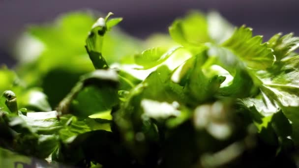 Close-up van blad van salade. Stock footage. Close-up van groene sla. Verse groene sla salade macro — Stockvideo