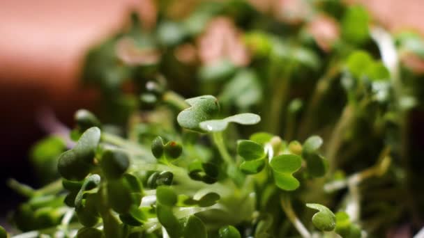 Hojas verdes frescas. Imágenes de archivo. Hojas verdes para ensalada. Hojas verdes para la cocina vegana — Vídeos de Stock