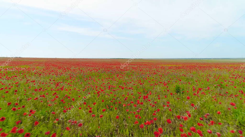 Top view of green field with red poppy on background of sky. Shot. Light wind sways poppy buds in field reaching horizon with blue sky. Blossoming beauty of poppy fields