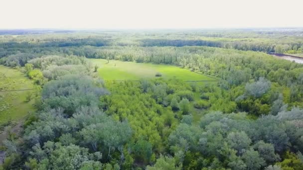 Vista aérea del bosque durante el verano. Clip. Vista superior de la zona del bosque verde — Vídeos de Stock