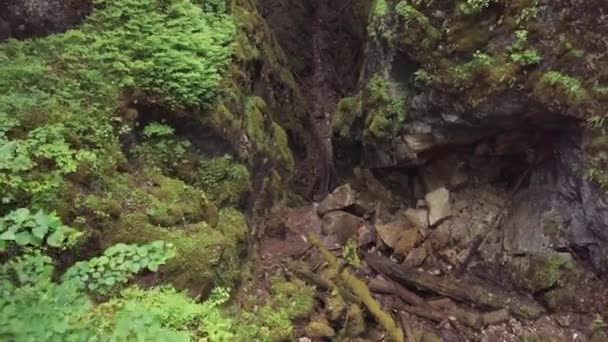 Amazing view of picturesque deep ravine with the debris of rocks and trees covered with moss in forest near the high old trees and shrubs. Stock footage. Beautiful view of mysterious forest — Stock Video