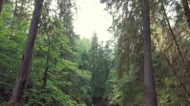 高い古い木々や低木の近くの森の中で苔で覆われた岩や木の破片と絵のように美しい深い渓谷の素晴らしい眺め。ストック映像。神秘的な森の美しい景色 — ストック動画