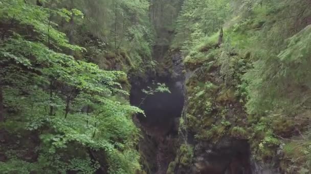 Increíble vista del pintoresco barranco profundo con los escombros de rocas y árboles cubiertos de musgo en el bosque cerca de los altos árboles y arbustos viejos. Imágenes de archivo. Hermosa vista del bosque misterioso — Vídeos de Stock