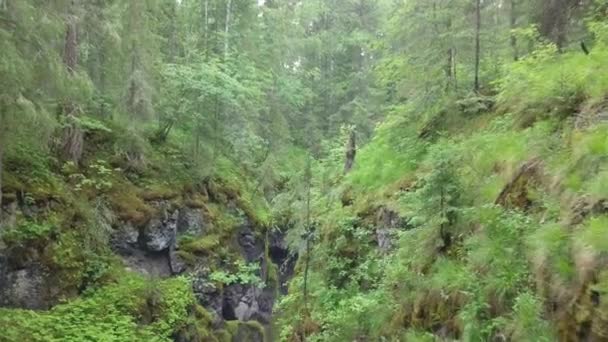 Pittoreska djupa ravinen med skräp av stenar och träd täckta med mossa i skogen nära den höga gamla träd och buskar. Stock film. Vacker utsikt över den mystiska skogen — Stockvideo