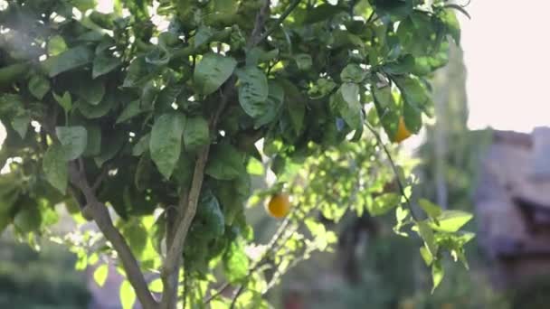 Luz do sol Árvore laranja na fazenda laranja. Arte. Laranjeira ao sol. Fruta suculenta madura — Vídeo de Stock