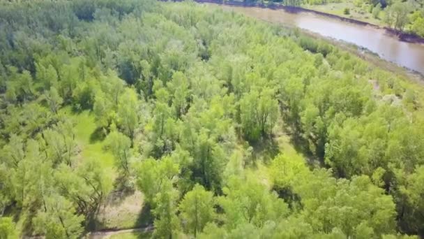 Top view of the green forest area with the current river in summer. Clip. An excellent place for tourism. Ecologically clean area in the national park — Stock Video