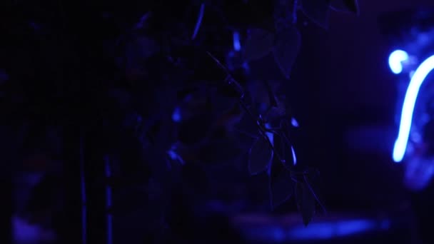 Folhas de uma árvore contra uma iluminação noturna azul. Filmagem. Vista futurista do Parque do futuro — Vídeo de Stock