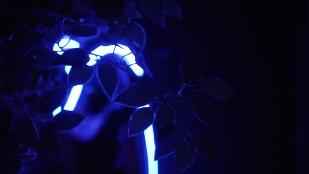 Folhas de uma árvore contra uma iluminação noturna azul. Filmagem. Vista futurista do Parque do futuro — Vídeo de Stock