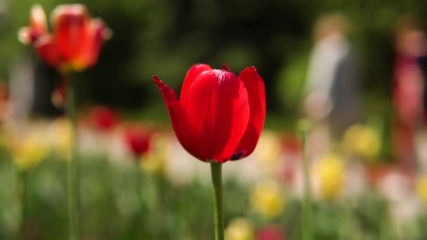 Tulipanes rojos en un día soleado. Imágenes de archivo. Hermoso Tulipán rojo creciendo en el Parque — Vídeos de Stock