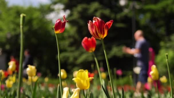 Tulipanes rojos en un día soleado. Imágenes de archivo. Hermoso Tulipán rojo creciendo en el Parque — Vídeos de Stock