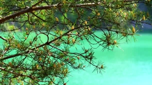 Schöner Kiefernzweig im Hochsommer. Archivmaterial. Kiefernbergsee. Nadelzweig auf dem Hintergrund des Sees im Sommer — Stockvideo