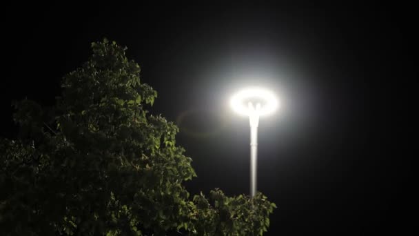 Lantern burning on a pole at night in the park. Stock footage. Glowing modern lantern in the Park at night — Stock Video