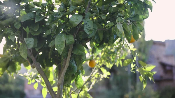 Sunlight Orange tree in orange farm. Art. Orange tree in the sun. Ripe juicy fruit