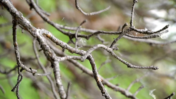 숲에서 스윙 나무 분기. 스톡 푸티지. 숲속의 아름다운 야생동물 — 스톡 사진