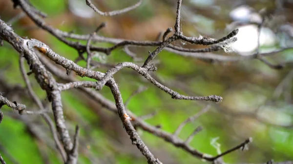 Svängande trädgren i skogen. Stock film. Vackra vilda djur i skogen — Stockfoto
