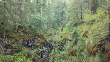 Yüksek eski ağaçlar ve çalılar yakınında ormanda yosun ile kaplı kayalar ve ağaçların enkaz ile pitoresk derin vadinin Amazing görünümü. Stok görüntüleri. Gizemli ormanın güzel görünümü