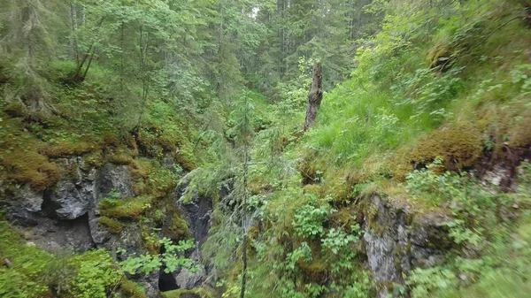 Pittoresco burrone profondo con i detriti di rocce e alberi ricoperti di muschio nella foresta vicino agli alti alberi secolari e arbusti. Filmati delle scorte. Bella vista della foresta misteriosa — Foto Stock