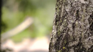 Yosunla büyümüş eski ağaç gövdesinin yakın çekim. Stok görüntüleri. Kuru kabuğu olan yabani huş ağacı, ormanda yosunla büyümüş. Bitki örtüsünün birbiriyle etkileşiminde doğa