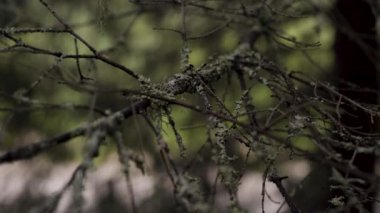 Yosun ile eski kuru dalı yakın çekim. Stok görüntüleri. Kasvetli ormanda rüzgarda yosun salyaları ile büyümüş Şube. Eski dal sanki kasvetli büyülü orman rüzgarda sallanan