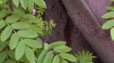 Ağaç dallarında uzatılmış yeşil yaprakların yakın çekim. Stok görüntüleri. Ormanda hafif esinti basit ağaç hışırtı güzel yeşil yaprakları. Ormanda doğal havanın tazeliği