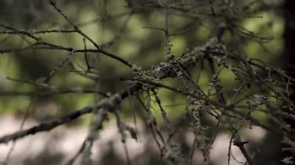 Close-up of old dry branch with moss. Stock footage. Branch overgrown with moss sways in wind in gloomy forest. Old branch as if from gloomy enchanted forest swinging in wind — Stock Video