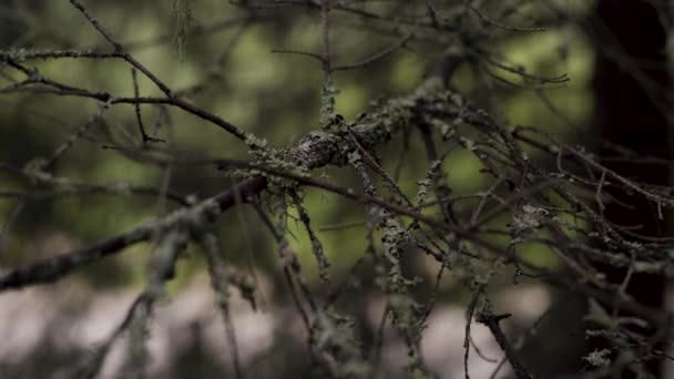 Close-up of old dry branch with moss. Stock footage. Branch overgrown with moss sways in wind in gloomy forest. Old branch as if from gloomy enchanted forest swinging in wind — Stock Video