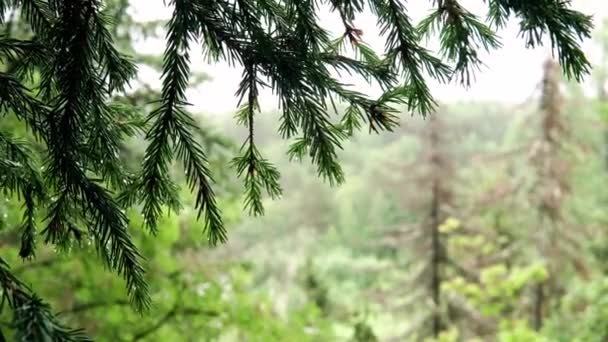 Groene vuren takken hangen met dauw in bos. Stock footage. Delicate dauwdruppels hangen op groene naalden van sparren wuivende in bos in bewolkt weer — Stockvideo
