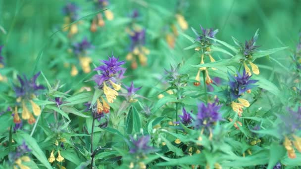 Ξύλο αγελάδας. Υλικό από μετοχές. Όμορφα φωτεινά λουλούδια μεγαλώνουν με μπλε και κίτρινο Bud ονομάζεται Ιβάν ντα Μάρια. Φωτεινά μπουμπούκια στο φόντο του πράσινου χόρτου — Αρχείο Βίντεο