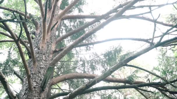 曇り空を背景に古松の枝を持つトランク。ストック映像。針葉樹林の古い松の樹皮を剥ぎ取る — ストック動画