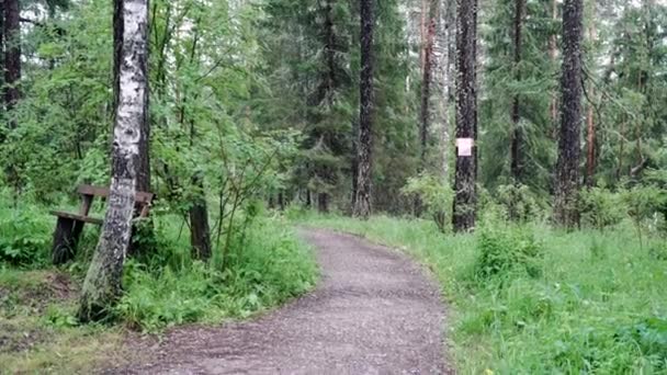 Hiking trail with bench in forest. Stock footage. Path beckons tourists deep into green forest. Path with bench for rest gets wet in cloudy weather in forest — Stock Video