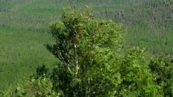 La parte superior del árbol se balancea en el viento. Imágenes de archivo. Fuertes ráfagas de viento balancea corona de abedul en el fondo del denso bosque verde. Balanceo de la parte superior de abedul en el viento en tiempo claro — Vídeos de Stock