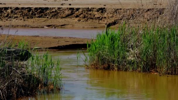 汚れた川は砂漠を流れる。ストック映像。ターンを持つ川は、その口に湿った草と砂漠の粘土地形を流れます — ストック動画