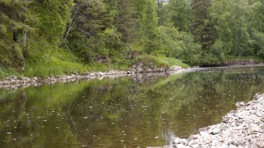 Güzel manzara yeşil orman arasında sakin nehir akan. Stok görüntüleri. Çiçek açan nehir, suyundaki yeşil ağaçları yansıtan orman alanından yavaşça akar.