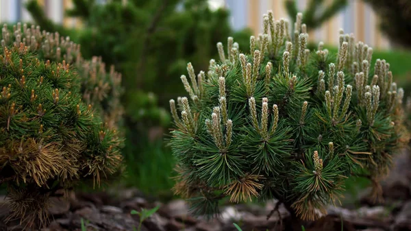 Beautiful coniferous bushes on green background. Stock footage. Seedlings of spruce and other coniferous trees in beautiful garden with green lawn — Stock Photo, Image