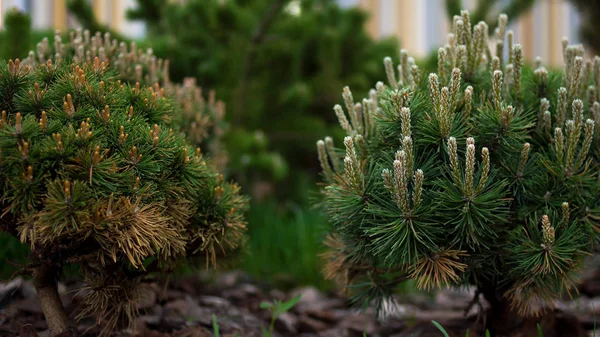 Beautiful coniferous bushes on green background. Stock footage. Seedlings of spruce and other coniferous trees in beautiful garden with green lawn — Stock Photo, Image