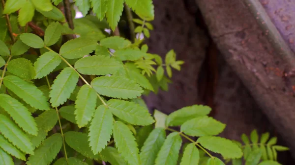 Close-up de folhas verdes alongadas em galhos de árvores. Imagens de stock. Belas folhas verdes da árvore simples sussurram da brisa leve na floresta. Frescura do ar natural na floresta — Fotografia de Stock