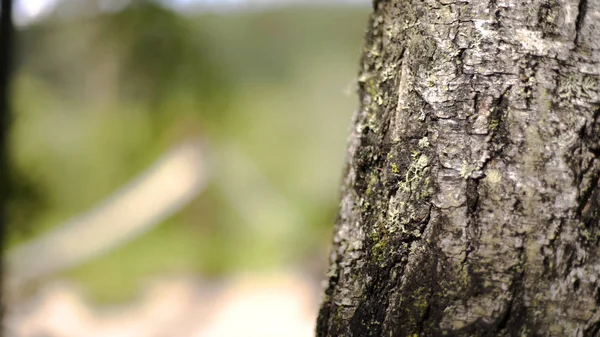 Close-up of old tree trunk overgrown with moss. Stock footage. Wild birch with dry bark overgrown with moss in forest. Nature in interaction of vegetation with each other — Stock Photo, Image