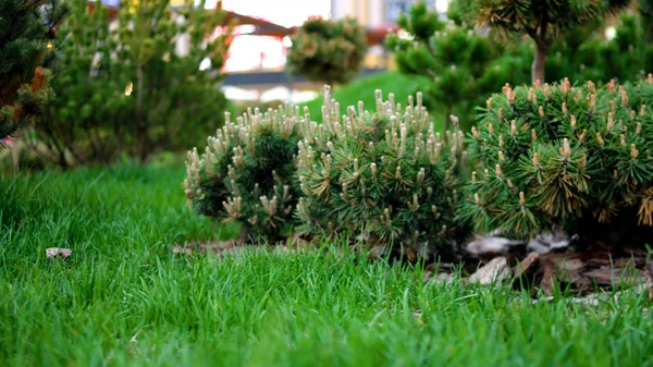 Gröna plantor av barrträd i trädgården. Stock film. Unga barrträd med koner planterade i välskött trädgård med grön gräsmatta — Stockfoto