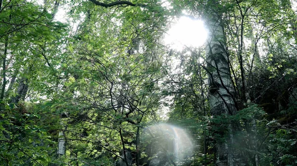 Сонячне світло проходить через зелене листя лісу. Стокові кадри. Прекрасний теплий день для пішохідного туризму в лісі для активного відпочинку в сонячну погоду — стокове фото