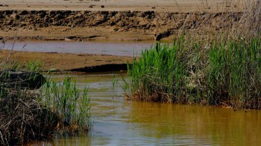 Kirli nehir çölden akar. Stok görüntüleri. Dönüşlü nehir, ağzında bataklık otları olan çöl çamuru arazisinden akar.