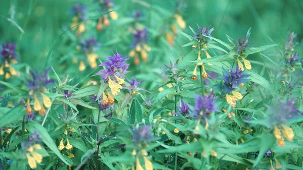 Trigo de vaca de madera. Imágenes de archivo. Hermosas flores brillantes que crecen con Bud azul y amarillo llamado Ivan da Marya. Brotes brillantes sobre el fondo de hierba verde — Foto de Stock