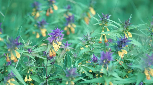 Trigo de vaca de madera. Imágenes de archivo. Hermosas flores brillantes que crecen con Bud azul y amarillo llamado Ivan da Marya. Brotes brillantes sobre el fondo de hierba verde — Foto de Stock