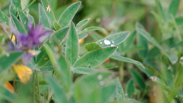 Close-up dew drops on green fluffy grass leaves. Stock footage. Beautiful drops of water left after rain are stored on petals of grass with lint