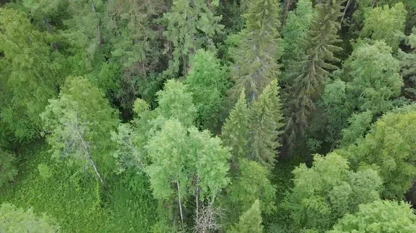 Vista superior de las copas de árboles verdes de bosque denso. Imágenes de archivo. Hermosa naturaleza con abundancia de verde en bosque mixto —  Fotos de Stock