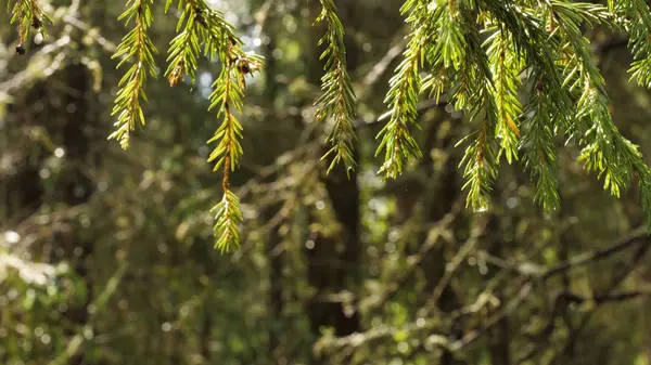 Close-up de agulhas iluminadas pela luz solar na chuva. Imagens de stock. Raios de sóis fazem o seu caminho para a chuva iluminando agulhas de abeto verde — Fotografia de Stock