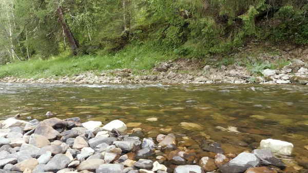 Ορεινό ποτάμι που ρέει στο φόντο του πράσινου δάσους. Υλικό από μετοχές. Τα ρεύματα του ορεινού ποταμού ηρεμίζουν και γεμίζουν με δύναμη. Παγωμένο ποτάμι στο δάσος με πεζοπορία σε ζεστό καλοκαίρι — Φωτογραφία Αρχείου